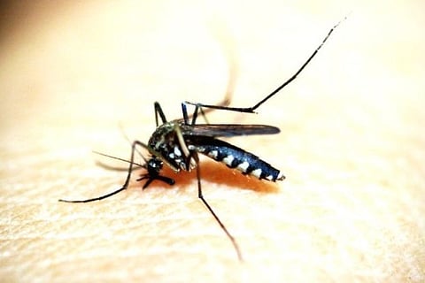 New mRNA vax shows full protection against malaria