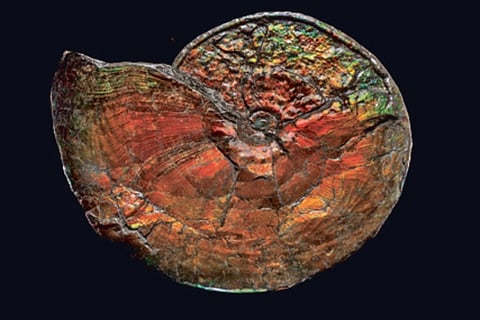 Digging for clues: Fossils turn hot property, market for natural history booms