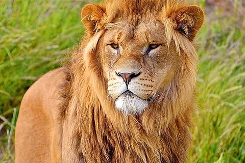 Critical lions are showing improvement at Vandalur Zoo