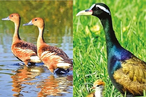(From left) Fulvous whistling duck and bronze-winged jacana