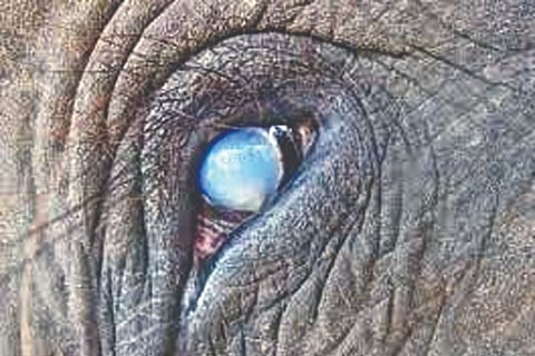 The injured eye of kumki Cheran