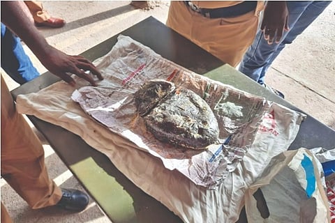 Ambergris appears either dull grey or black in colour and changes occur because of oxidation