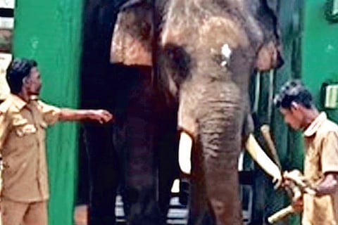 ?Arisi Raja? walking out of the krall after training in ATR.