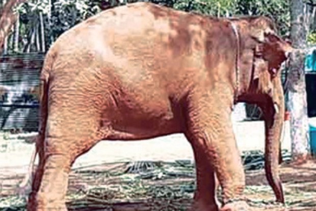 Jeyamalyatha, the elephant from Srivilliputhur Andal Temple, at Thekkampatti camp.