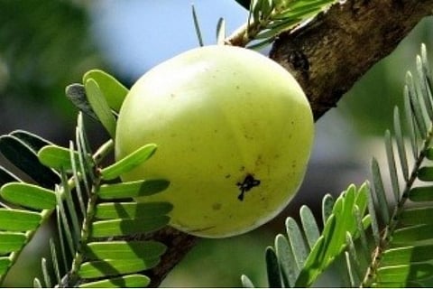 Image courtesy: IANS