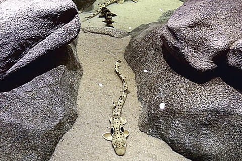 Warming oceans leave smaller baby sharks in deep trouble