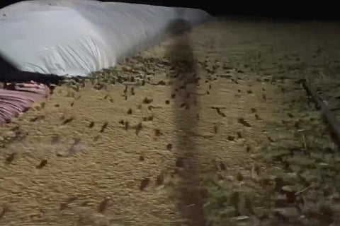 Plague of mice hits parts of rural Australia