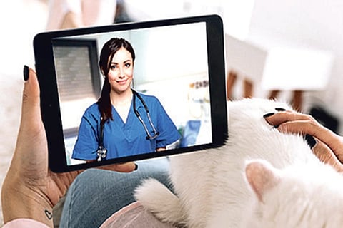 Pet owners opt for vet e-consultations in pandemic but communication an obstacle