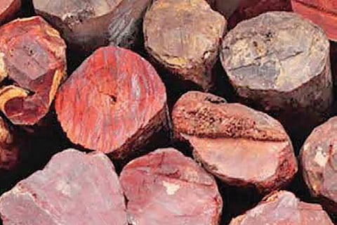 Customs foil red sanders smuggling attempt to Taiwan