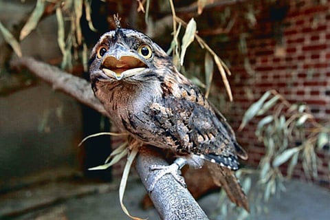 Researchers zoom in on angry bird as most photogenic
