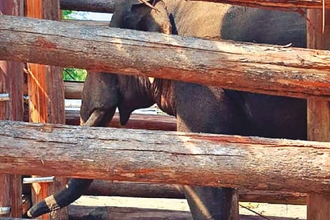 Wild elephant Rivaldo in a kraal at Vazhaithottam near Masinagudi in The Nilgiris on Wednesday