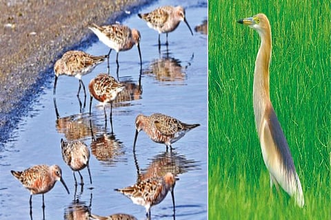 Curlew Sandpipers, Indian Pond Heron