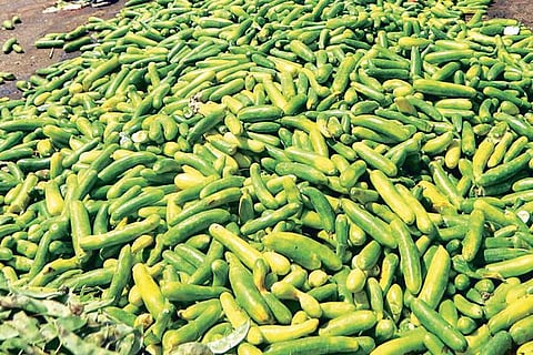 Vegetables discarded at Koyambedu wholesale market