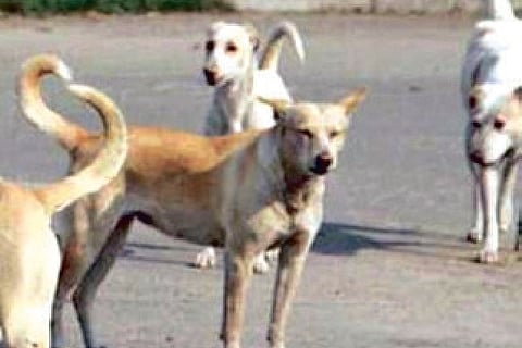 PIL in HC seeks provision of food, water to stray animals during lockdown