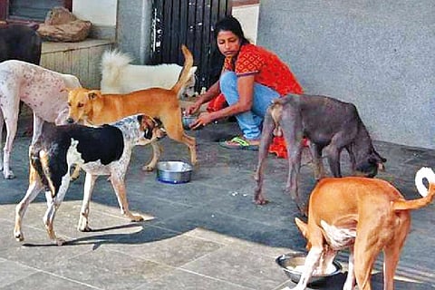 Nandita feeding stray dogs.