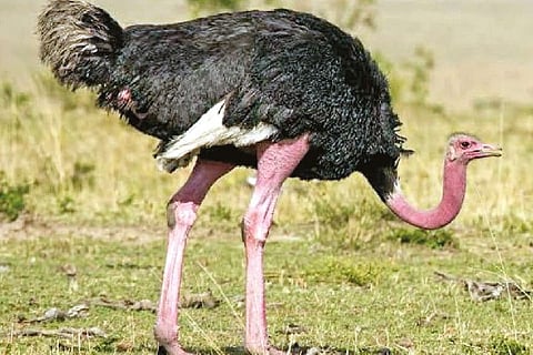 Representative image.