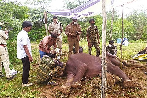 Forest department members rescuing the sick elephant (File Photo)