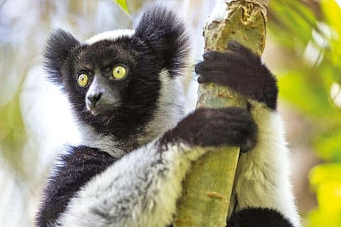 Lemur
