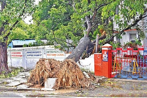 An uprooted tree at Periamet