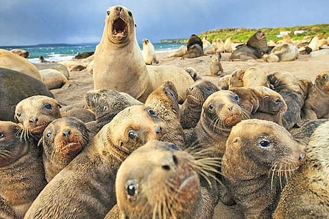 Sea Lions