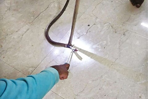 The snake caught by the Fire and rescue services team