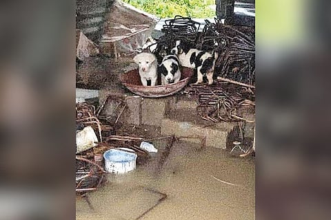 Dogs rescued from Tiruvallur after the recent rain