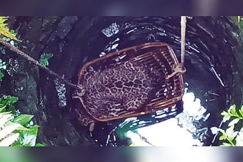 A leopard being rescued from a well in The Nilgiris (File photo)