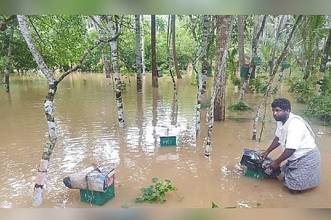 Beehive boxes placed on A farm in Munchirai floating in floodwaters in Kanniyakumari district