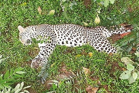 The leopard hit by a vehicle on Sathyamangalam?Mysuru NH in Erode on Sunday