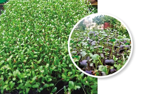 Alfalfa, purple radish: Microgreens in demand among Chennaiites