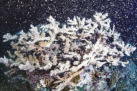 Coral bleaching in Great Barrier Reef
