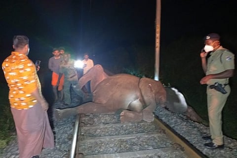 Elephant injured by train near Ettimadai