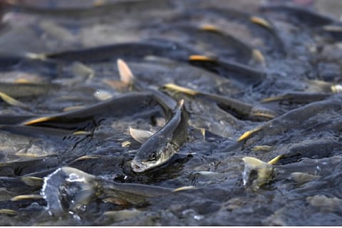 Representative image (Source: IANS)