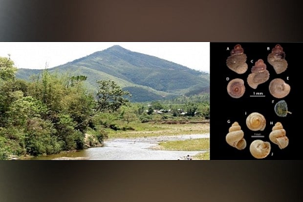 Scientists discover snail species in Meghalaya cave