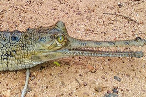 The new reptiles at the zoo are now over a year old