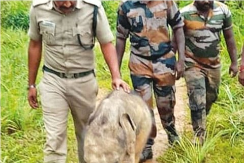 Rescued calf reunited with herd