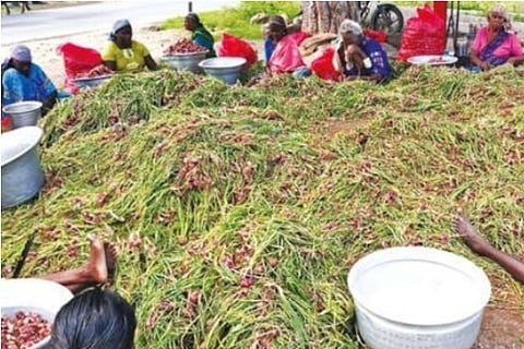 Farmers collecting shallots
