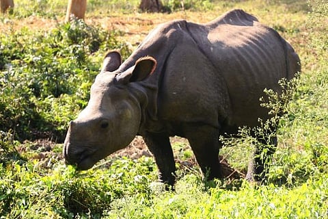 Nepal makes progress in conserving forest, wildlife species