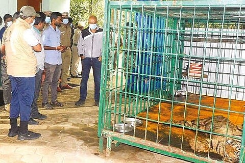 Niraj examines the tiger cub in Valparai