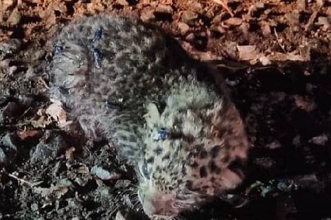 The leopard cub in Valparai.