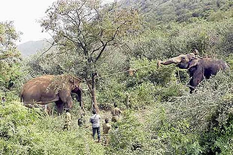 A kumki elephant pulls the captured jumbo Vinayagan, which under sedation, outskirts of Coimbatore