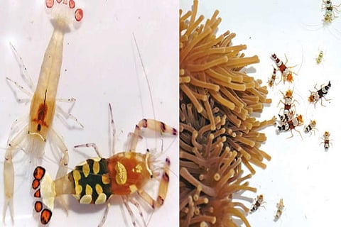 Thor hainanensis (sexy shrimp); Acylocaris brevicarpalis (peacock tail shrimp)