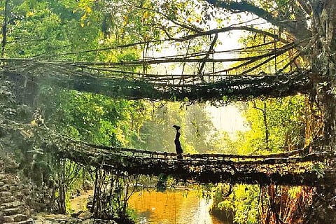 Single living roots bridge next to the falls in Mawlynnong