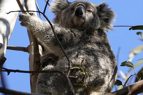 Koala Bear (File Photo)