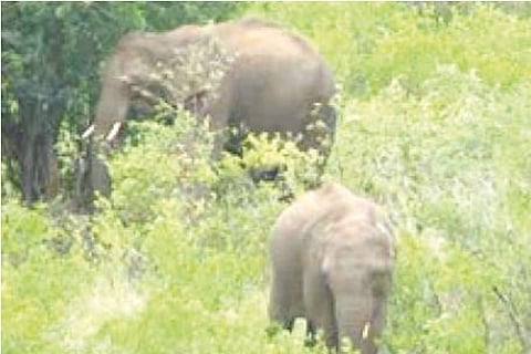Jumbos at Agasthiyarmalai (File Photo)
