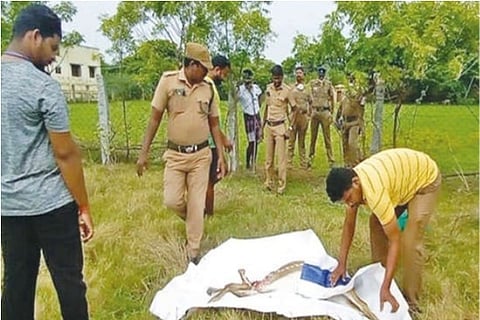 Spotted deer found dead on lakebed near Tambaram
