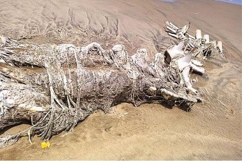 Remains of a Baleen whale on a beach near Marakkanam recently (File Photo)