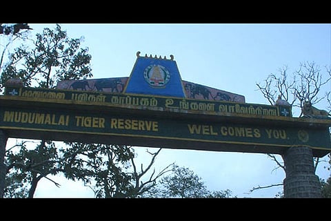 Mudumalai Tiger Reserve. File photo