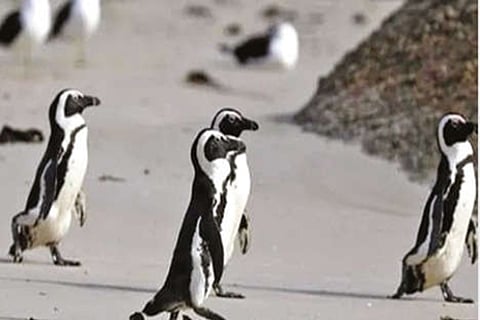Penguins