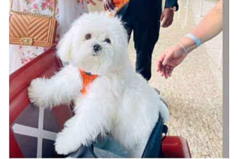 Bela, the Maltese dog that travelled from Mumbai in business class